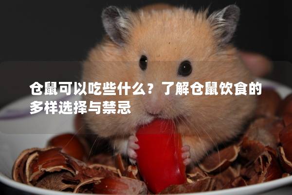 仓鼠可以吃些什么？了解仓鼠饮食的多样选择与禁忌