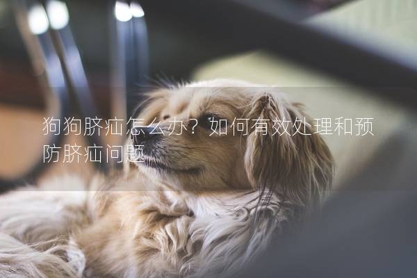 狗狗脐疝怎么办？如何有效处理和预防脐疝问题