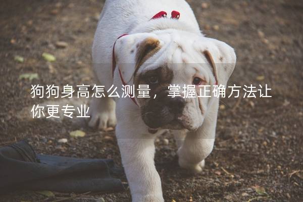 狗狗身高怎么测量,掌握正确方法让你更专业 狗狗身高怎么测量,掌握正确方法让你更专业