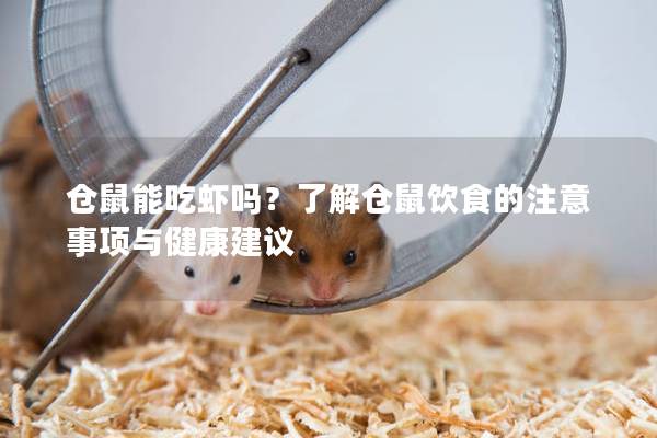 仓鼠能吃虾吗?了解仓鼠饮食的注意事项与健康建议 仓鼠能吃虾吗?了解仓鼠饮食的注意事项与健康建议