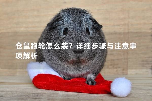 仓鼠跑轮怎么装？详细步骤与注意事项解析