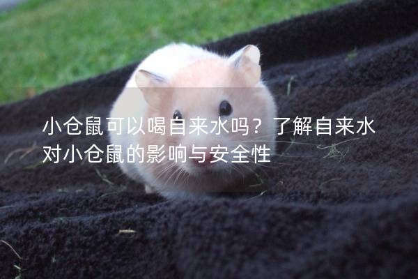 小仓鼠可以喝自来水吗？了解自来水对小仓鼠的影响与安全性