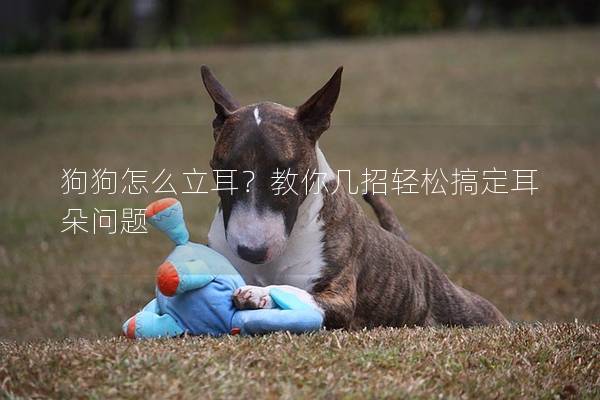 狗狗怎么立耳?教你几招轻松搞定耳朵问题 狗狗怎么立耳?教你几招轻松搞定耳朵问题