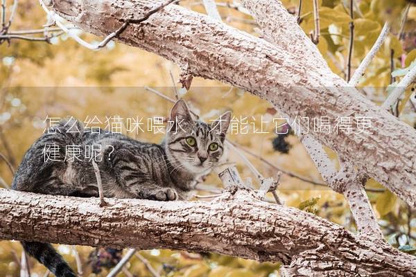 怎么给猫咪喂水，才能让它们喝得更健康呢？
