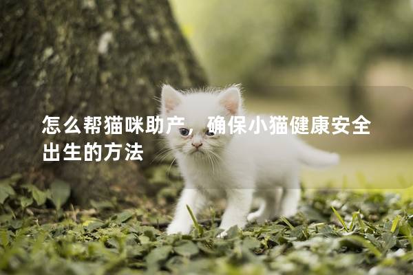 怎么帮猫咪助产，确保小猫健康安全出生的方法