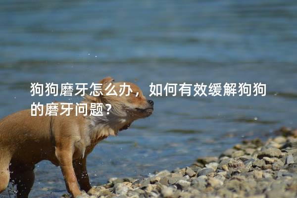 狗狗磨牙怎么办，如何有效缓解狗狗的磨牙问题？
