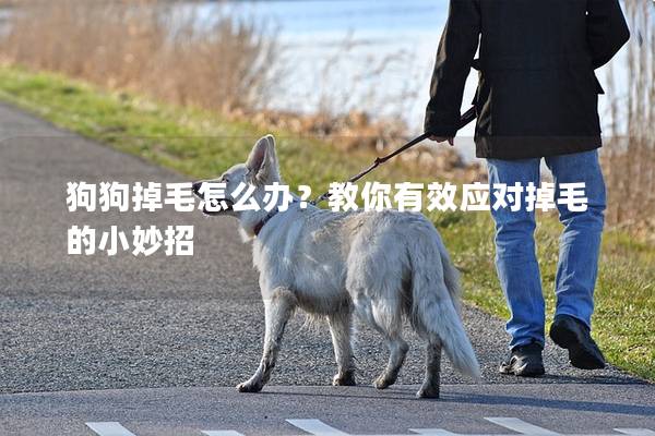 狗狗掉毛怎么办？教你有效应对掉毛的小妙招