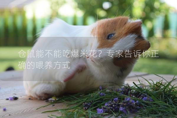 仓鼠能不能吃爆米花？专家告诉你正确的喂养方式