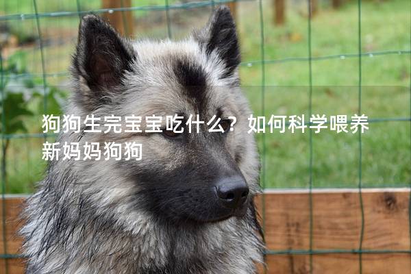 狗狗生完宝宝吃什么？如何科学喂养新妈妈狗狗