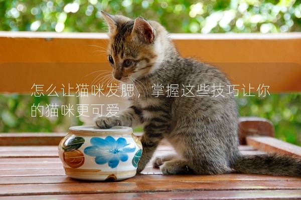 怎么让猫咪发腮,掌握这些技巧让你的猫咪更可爱 怎么让猫咪发腮,掌握这些技巧让你的猫咪更可爱