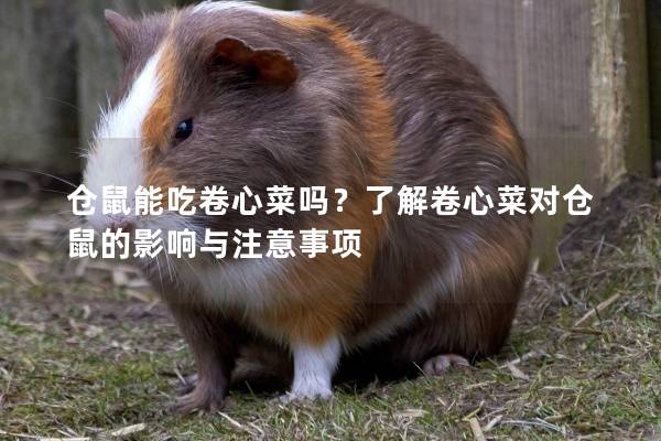 仓鼠能吃卷心菜吗？了解卷心菜对仓鼠的影响与注意事项