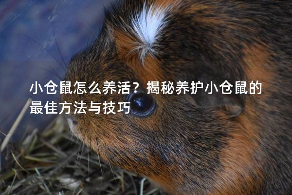 小仓鼠怎么养活?揭秘养护小仓鼠的最佳方法与技巧 小仓鼠怎么养活?揭秘养护小仓鼠的最佳方法与技巧