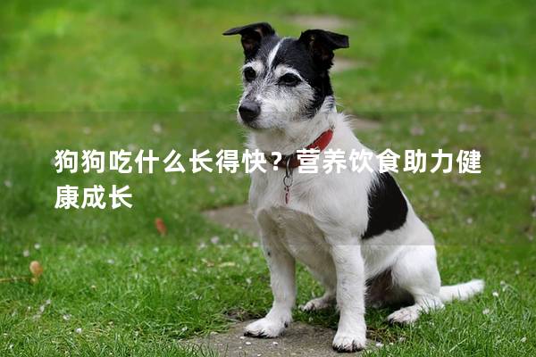 狗狗吃什么长得快？营养饮食助力健康成长