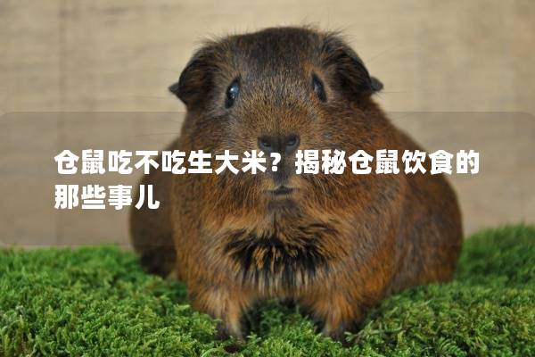 仓鼠吃不吃生大米？揭秘仓鼠饮食的那些事儿