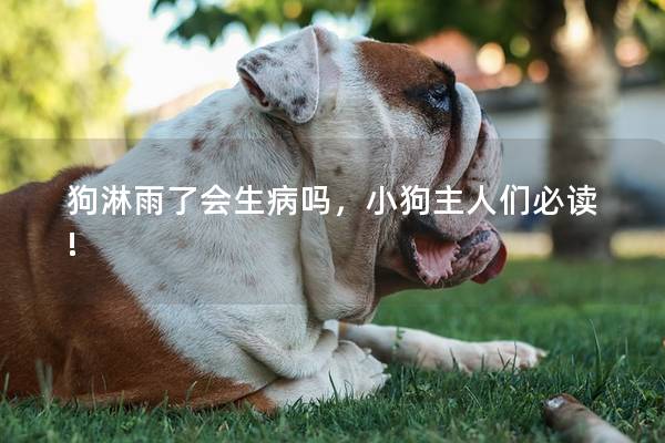 狗淋雨了会生病吗，小狗主人们必读!
