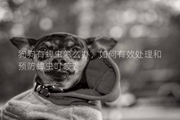 狗狗有蜱虫怎么办，如何有效处理和预防蜱虫叮咬？