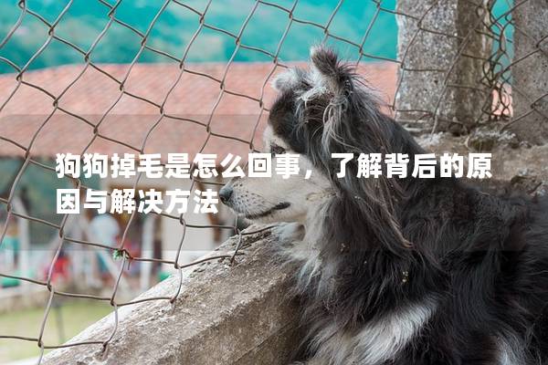狗狗掉毛是怎么回事，了解背后的原因与解决方法