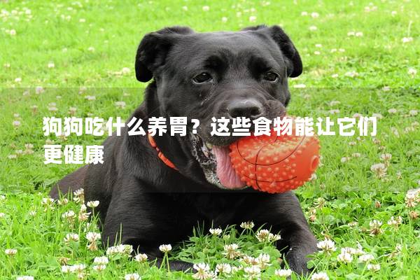 狗狗吃什么养胃？这些食物能让它们更健康