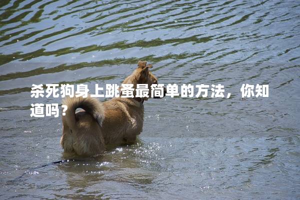 杀死狗身上跳蚤最简单的方法,你知道吗? 杀死狗身上跳蚤最简单的方法,你知道吗?