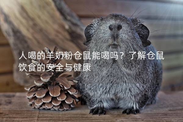 人喝的羊奶粉仓鼠能喝吗？了解仓鼠饮食的安全与健康