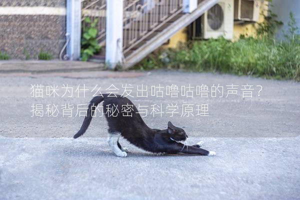 猫咪为什么会发出咕噜咕噜的声音？揭秘背后的秘密与科学原理