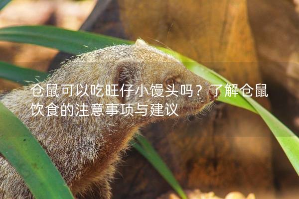 仓鼠可以吃旺仔小馒头吗？了解仓鼠饮食的注意事项与建议