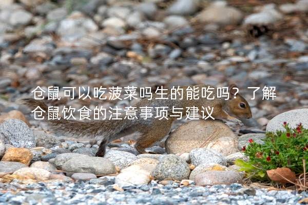 仓鼠可以吃菠菜吗生的能吃吗？了解仓鼠饮食的注意事项与建议
