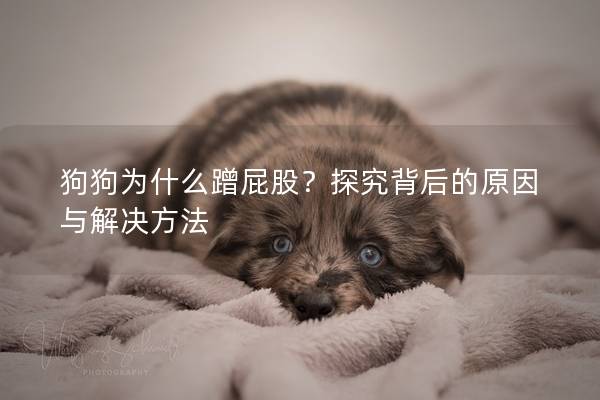 狗狗为什么蹭屁股？探究背后的原因与解决方法