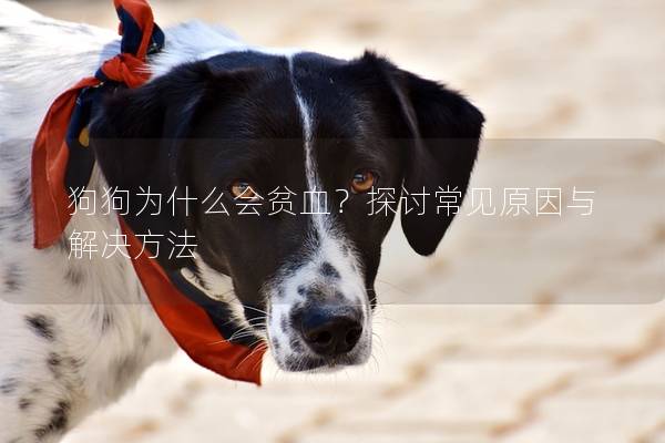 狗狗为什么会贫血？探讨常见原因与解决方法