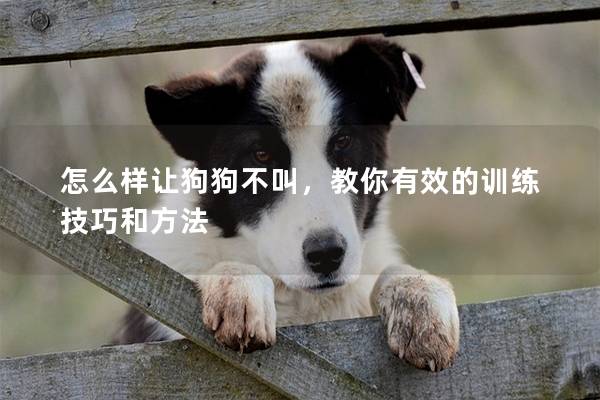怎么样让狗狗不叫，教你有效的训练技巧和方法