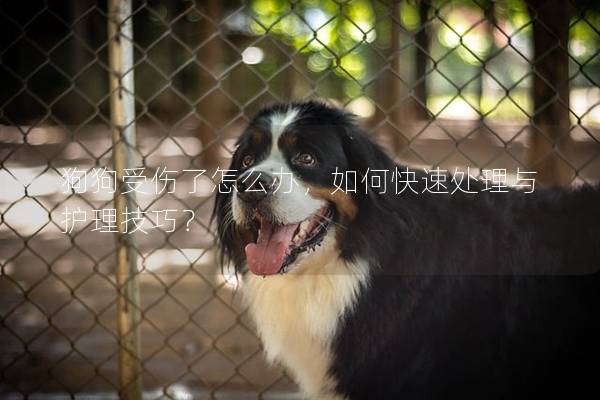 狗狗受伤了怎么办，如何快速处理与护理技巧？