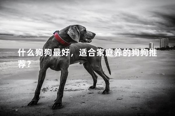 什么狗狗最好,适合家庭养的狗狗推荐? 什么狗狗最好,适合家庭养的狗狗推荐?