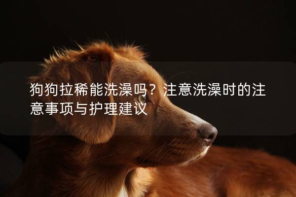 狗狗拉稀能洗澡吗?注意洗澡时的注意事项与护理建议 狗狗拉稀能洗澡吗?注意洗澡时的注意事项与护理建议