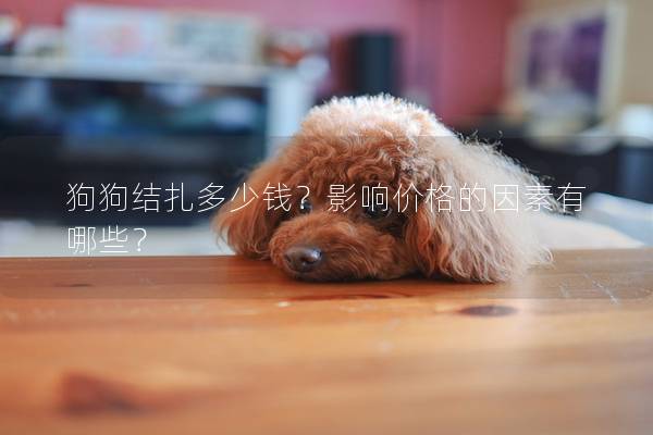 狗狗结扎多少钱？影响价格的因素有哪些？