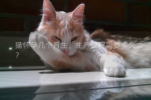 猫怀孕几个月生,生产过程需要多久? 猫怀孕几个月生,生产过程需要多久?