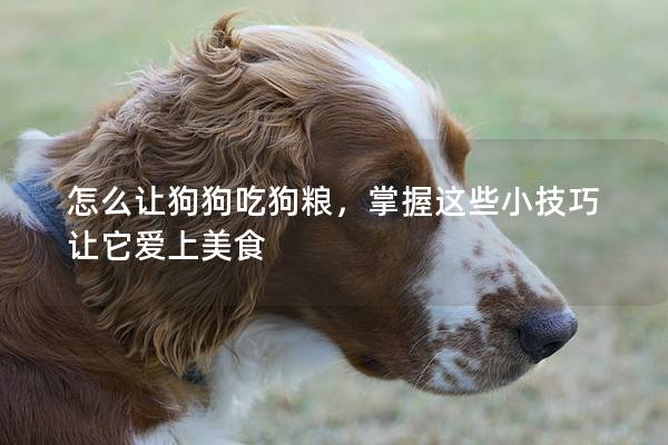 怎么让狗狗吃狗粮，掌握这些小技巧让它爱上美食