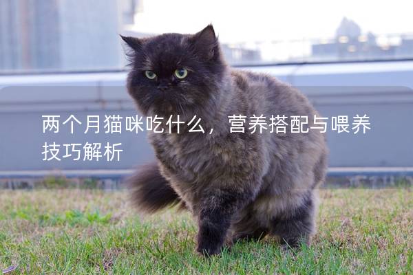 两个月猫咪吃什么，营养搭配与喂养技巧解析