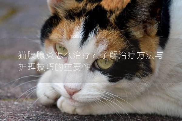 猫胰腺炎怎么治疗？了解治疗方法与护理技巧的重要性