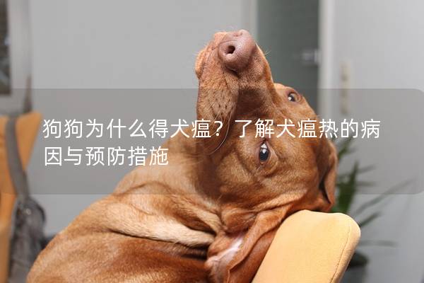 狗狗为什么得犬瘟?了解犬瘟热的病因与预防措施 狗狗为什么得犬瘟?了解犬瘟热的病因与预防措施
