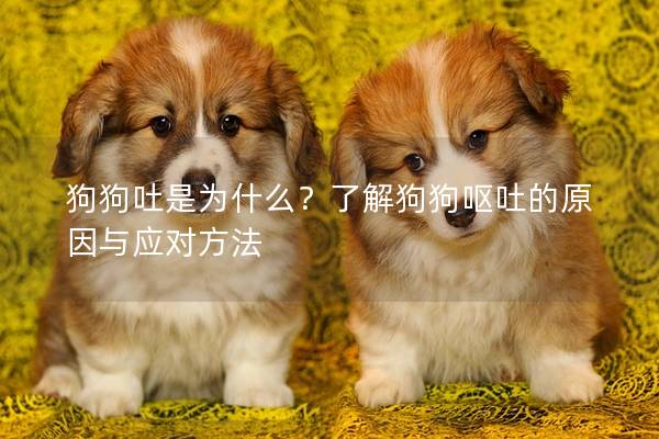 狗狗吐是为什么？了解狗狗呕吐的原因与应对方法