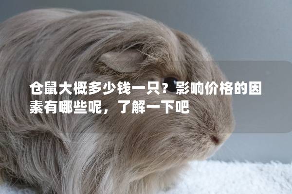 仓鼠大概多少钱一只？影响价格的因素有哪些呢，了解一下吧