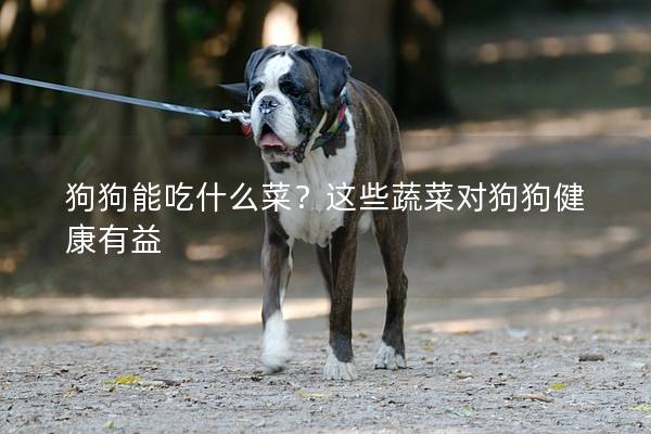 狗狗能吃什么菜？这些蔬菜对狗狗健康有益