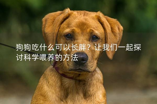 狗狗吃什么可以长胖？让我们一起探讨科学喂养的方法