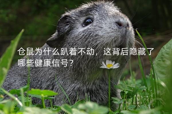 仓鼠为什么趴着不动，这背后隐藏了哪些健康信号？