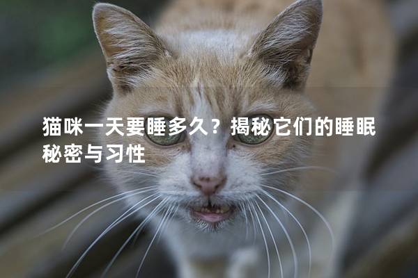 猫咪一天要睡多久？揭秘它们的睡眠秘密与习性
