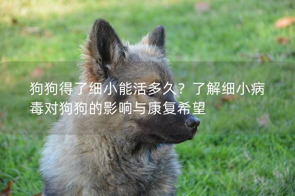 狗狗得了细小能活多久？了解细小病毒对狗狗的影响与康复希望