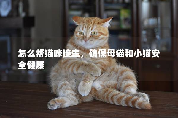 怎么帮猫咪接生，确保母猫和小猫安全健康