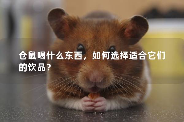 仓鼠喝什么东西，如何选择适合它们的饮品？