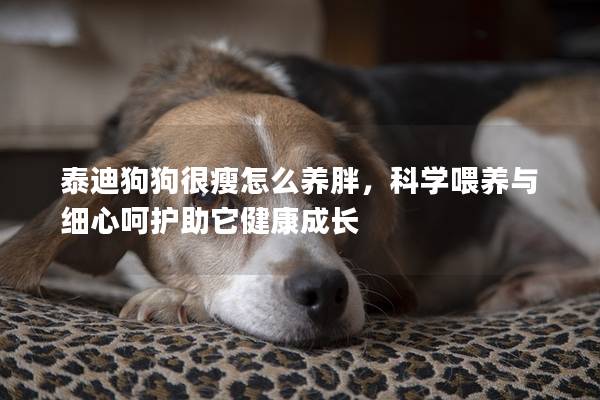 泰迪狗狗很瘦怎么养胖，科学喂养与细心呵护助它健康成长
