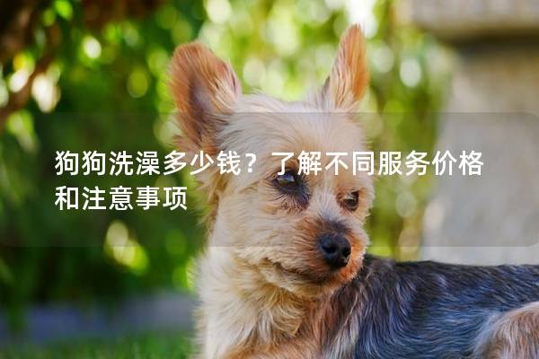 狗狗洗澡多少钱？了解不同服务价格和注意事项